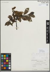 Foto von Salix myrsinifolia Salisb.